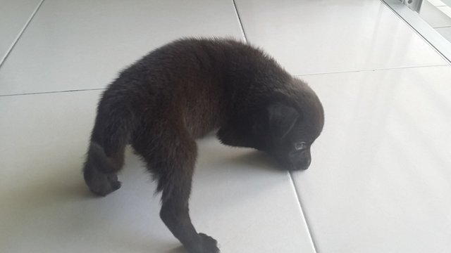 Charcoal And Brownie - Mixed Breed Dog