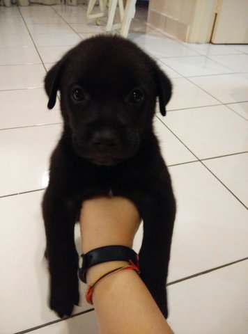 Lucky Black - Mixed Breed Dog