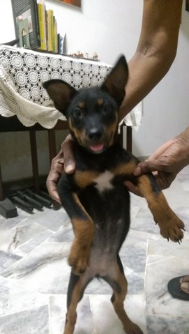 Ninja - Mixed Breed Dog