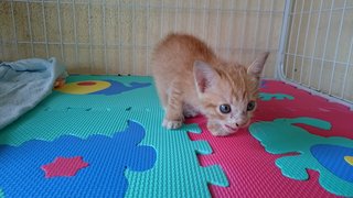 Ginger - Domestic Short Hair Cat