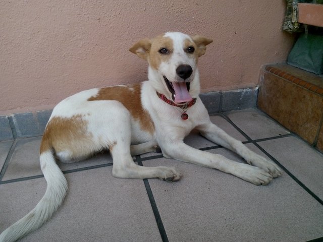 Princess - Mixed Breed Dog