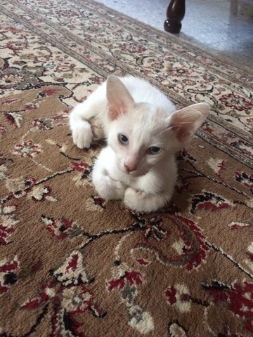 Moo, Milo And Swifty - Persian + Domestic Short Hair Cat