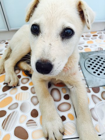 Longkang Cutie - Mixed Breed Dog