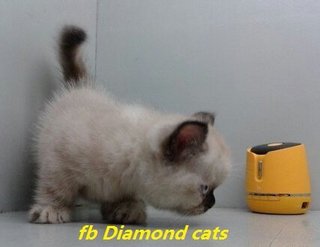 Munchkin_300515 - Munchkin Cat