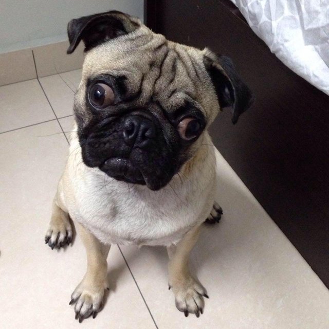 Panda - Pug Dog