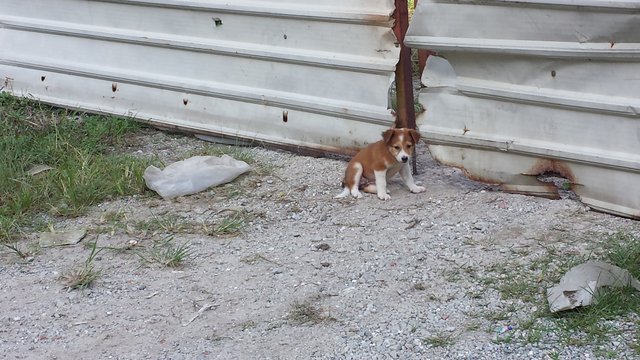 Furly Babies - Mixed Breed Dog