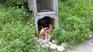 Furly Babies - Mixed Breed Dog