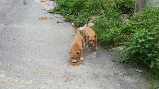 Furly Babies - Mixed Breed Dog