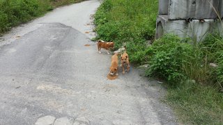 Furly Babies - Mixed Breed Dog