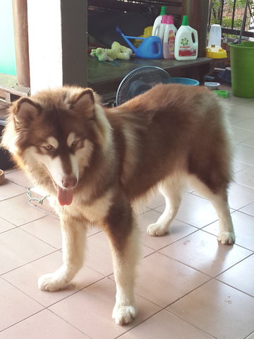 Alaskan Hero - Alaskan Malamute Dog