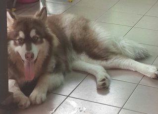 Alaskan Hero - Alaskan Malamute Dog