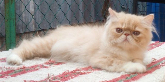 Persian Male Flatface Kitten - Persian Cat