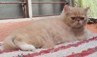 Persian Male Flatface Kitten - Persian Cat