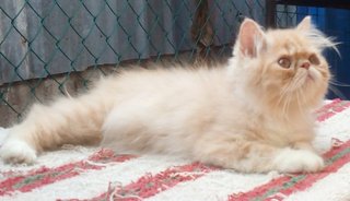 Persian Male Flatface Kitten - Persian Cat