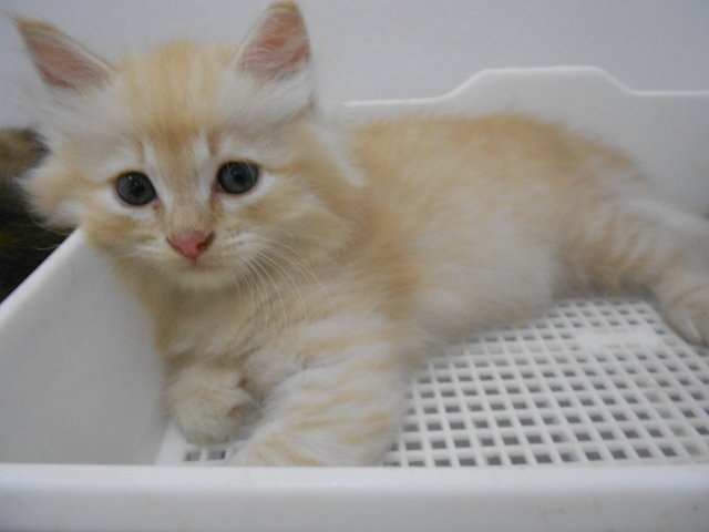 Toby - Persian + Domestic Long Hair Cat