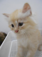 Toby - Persian + Domestic Long Hair Cat