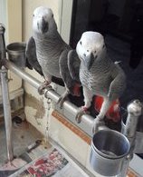 Africa Grey Parrot - African Grey Bird