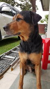 Blackie - Mixed Breed Dog