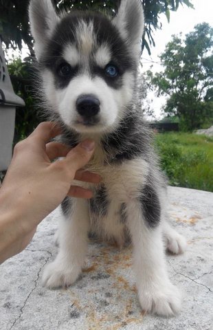 Purebred Siberian Husky Babies - Siberian Husky Dog