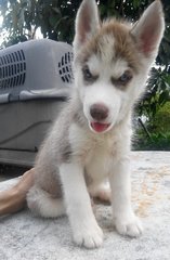 Purebred Siberian Husky Babies - Siberian Husky Dog