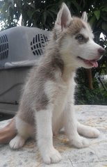 Purebred Siberian Husky Babies - Siberian Husky Dog