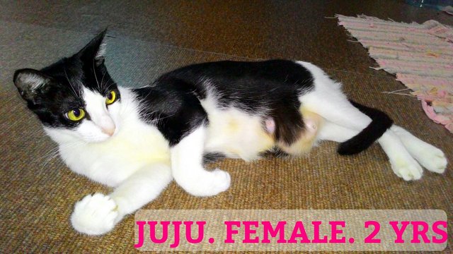 Juju - Domestic Short Hair Cat