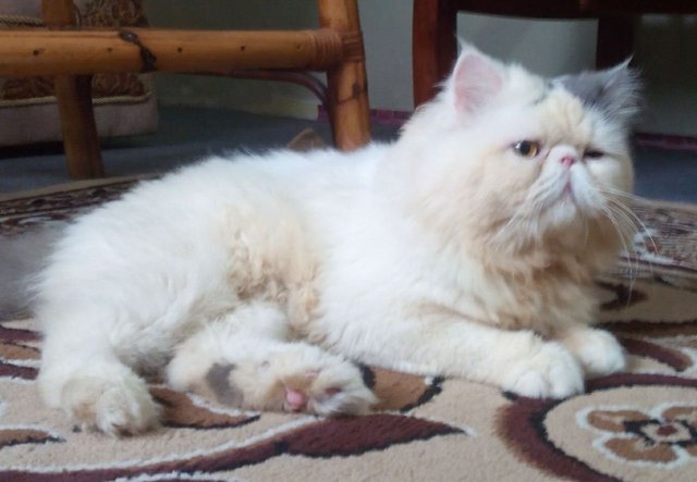 Persian Male Flatface - Persian Cat