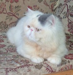 Persian Male Flatface - Persian Cat