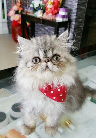 Persian(Sold) - Persian Cat