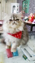 Persian(Sold) - Persian Cat