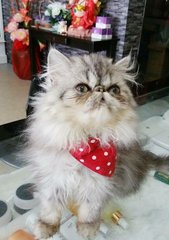 Persian(Sold) - Persian Cat