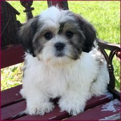 Zuchon - New Breed In Malaysia - Shih Tzu + Bichon Frise Dog