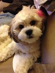 Zuchon - New Breed In Malaysia - Shih Tzu + Bichon Frise Dog