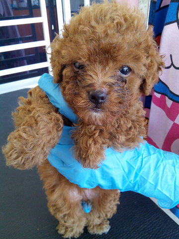 Red Toy Poodle With Mka@ Sabah - Poodle Dog