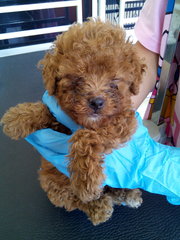 Red Toy Poodle With Mka@ Sabah - Poodle Dog