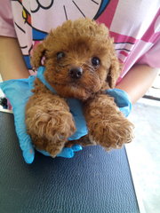 Red Toy Poodle With Mka@ Sabah - Poodle Dog