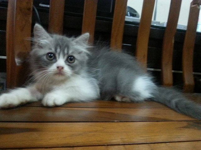 Baby Grey - Domestic Long Hair Cat