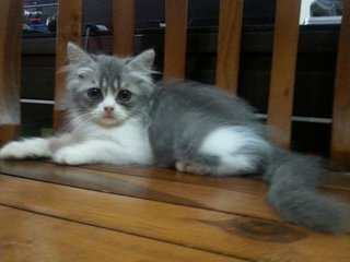 Baby Grey - Domestic Long Hair Cat