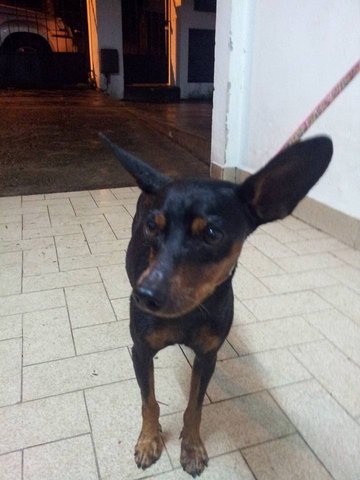 Pinchy - Miniature Pinscher Dog