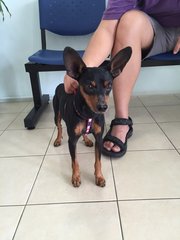 Pinchy - Miniature Pinscher Dog