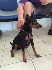 Pinchy - Miniature Pinscher Dog