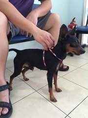 Pinchy - Miniature Pinscher Dog