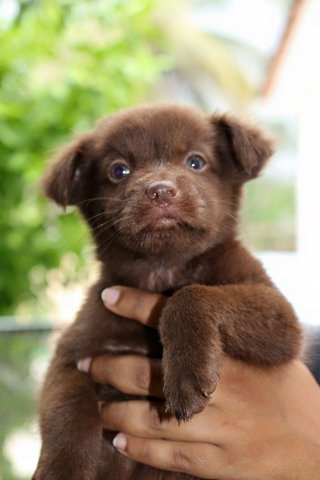 Browny, Dangga, Coklat  - Mixed Breed Dog