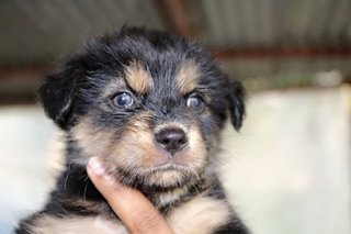 Browny, Dangga, Coklat  - Mixed Breed Dog