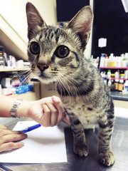 Hiro at his first vet checkup :-)