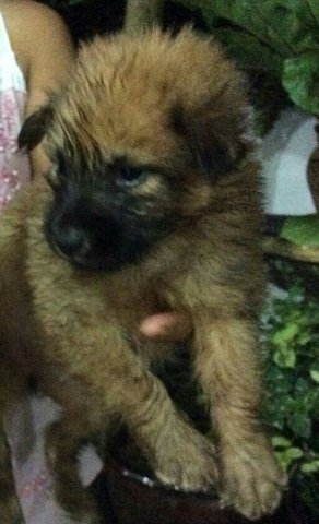 Cute Puppy For Adoption - Mixed Breed Dog