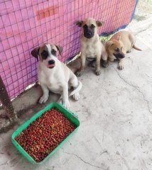 Rawang Puppies (Urgent Adoption) - Mixed Breed Dog