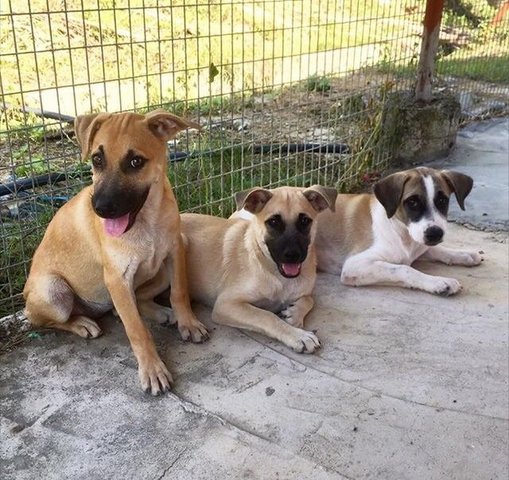 Rawang Puppies (Urgent Adoption) - Mixed Breed Dog