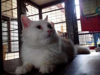 Boyboy - Domestic Long Hair Cat