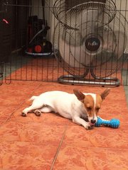 Jack Russell Terrier (Bonny) - Jack Russell Terrier Dog